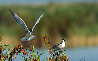 Ornitolodzy wykosili na Łuknajnie wyspę dla śmieszek i rybitw